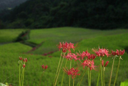棚田2.JPG
